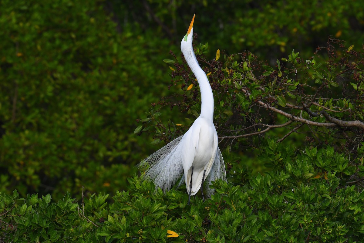 Great Egret - ML630017827