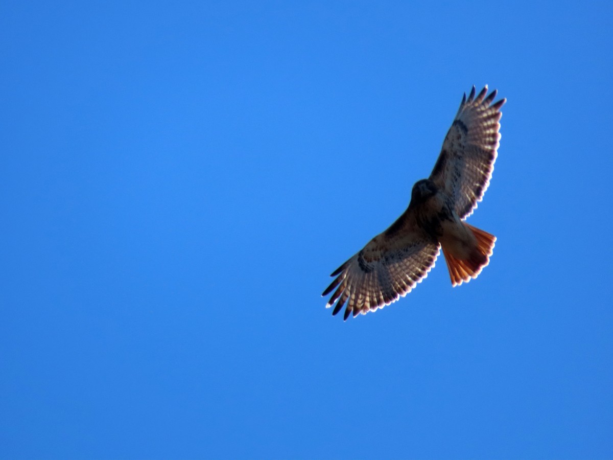 Red-tailed Hawk (borealis) - ML630017860