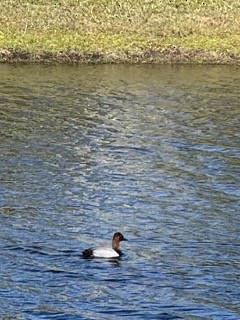 Canvasback - ML630017895