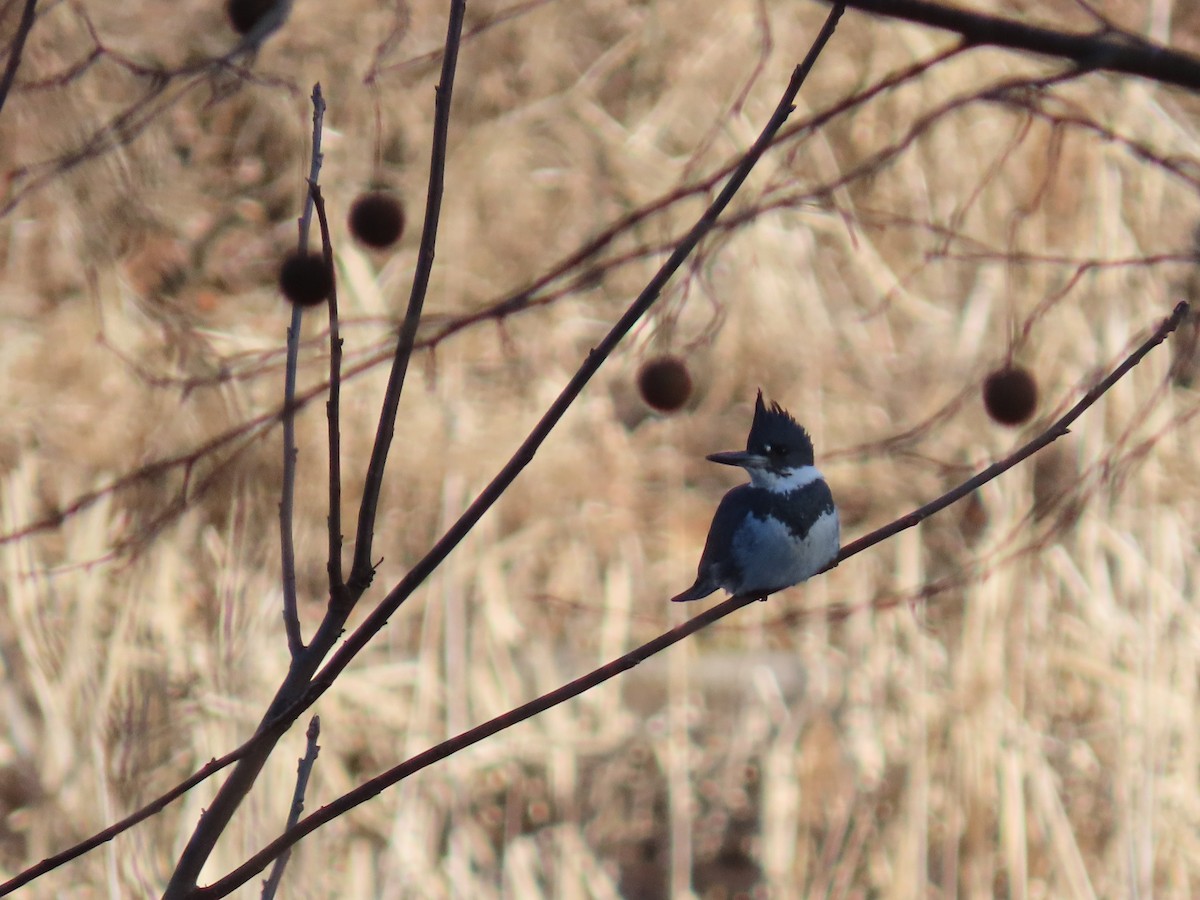 Belted Kingfisher - ML630017918