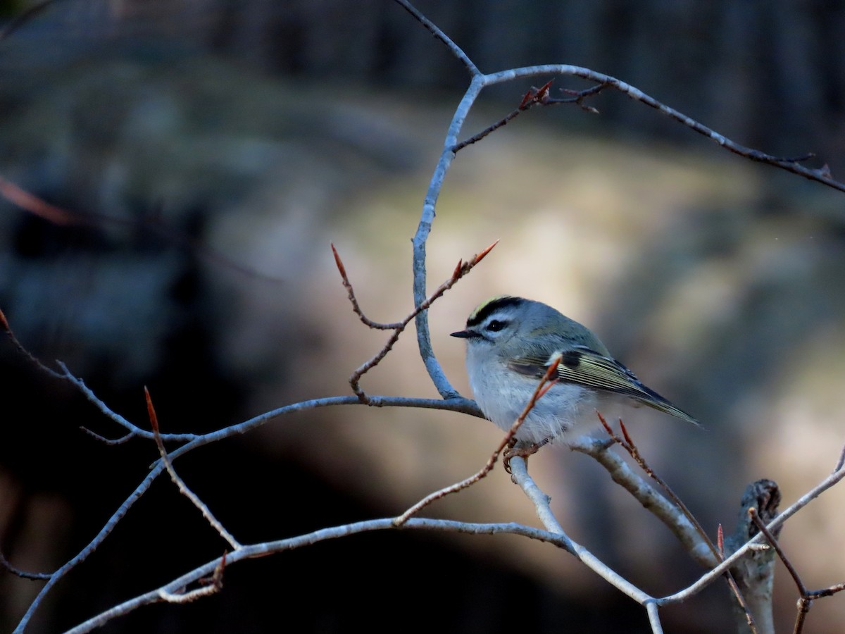 Golden-crowned Kinglet - ML630017932