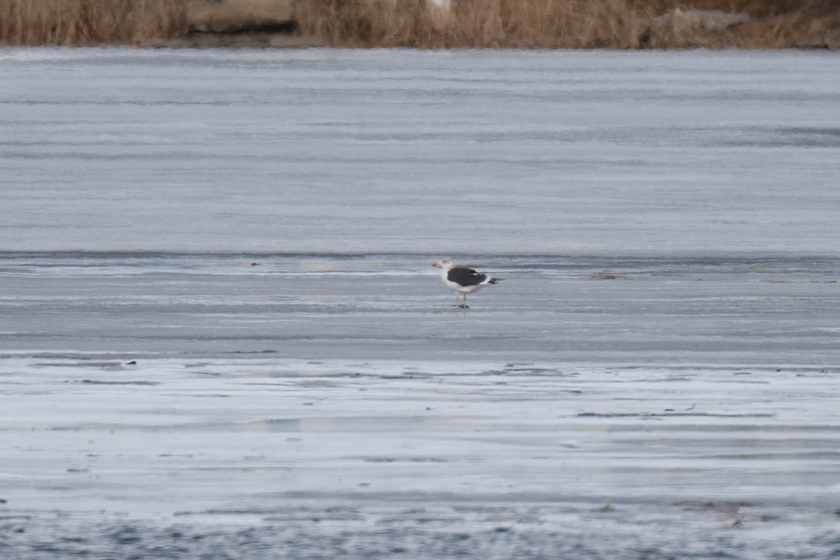 Lesser Black-backed Gull - ML630017945