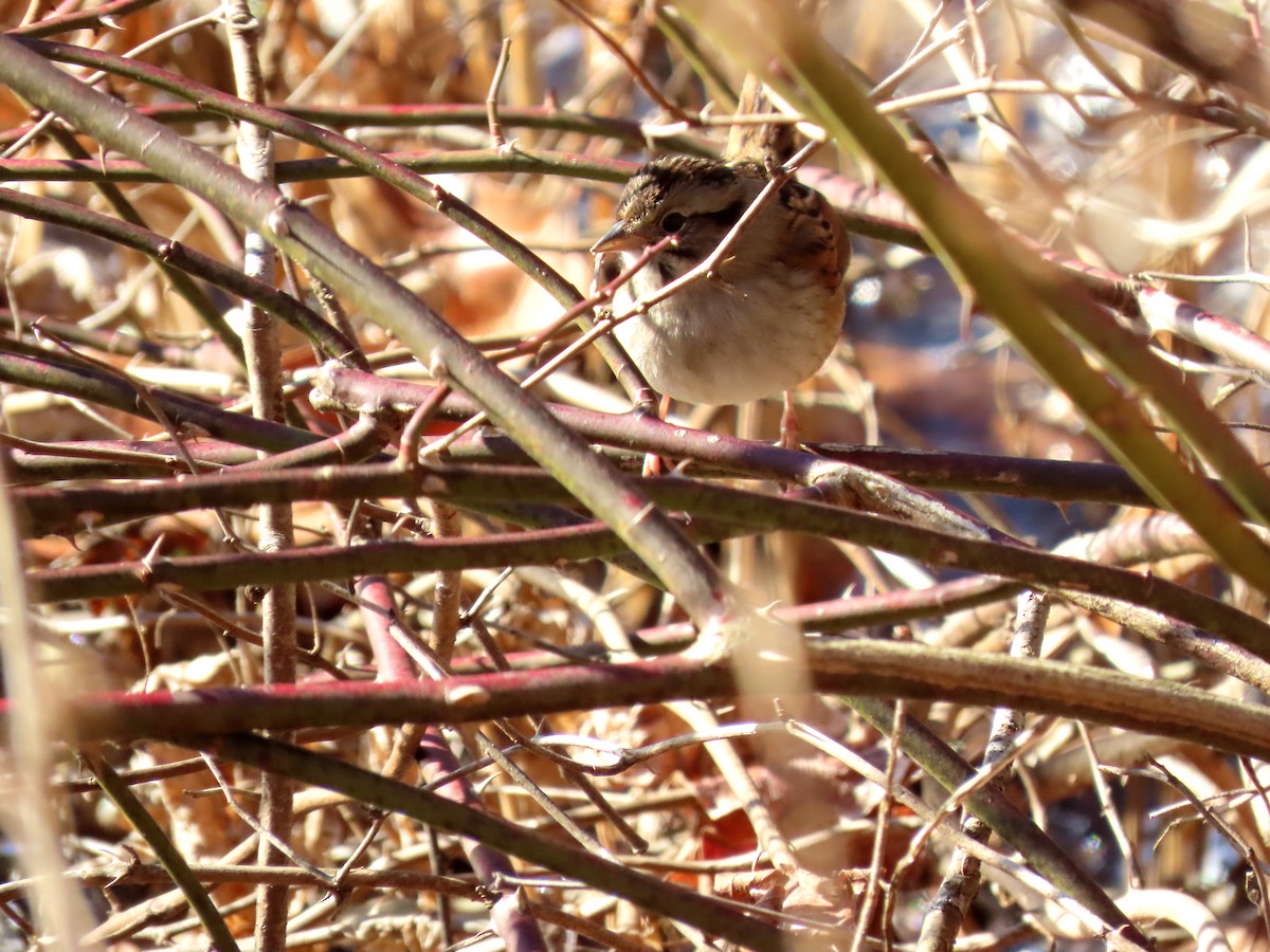 Swamp Sparrow - ML630018026
