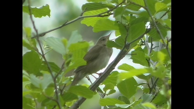 River Warbler - ML630018106