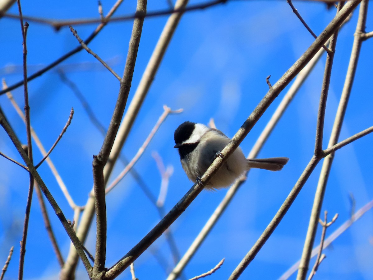 Carolina Chickadee - ML630018227