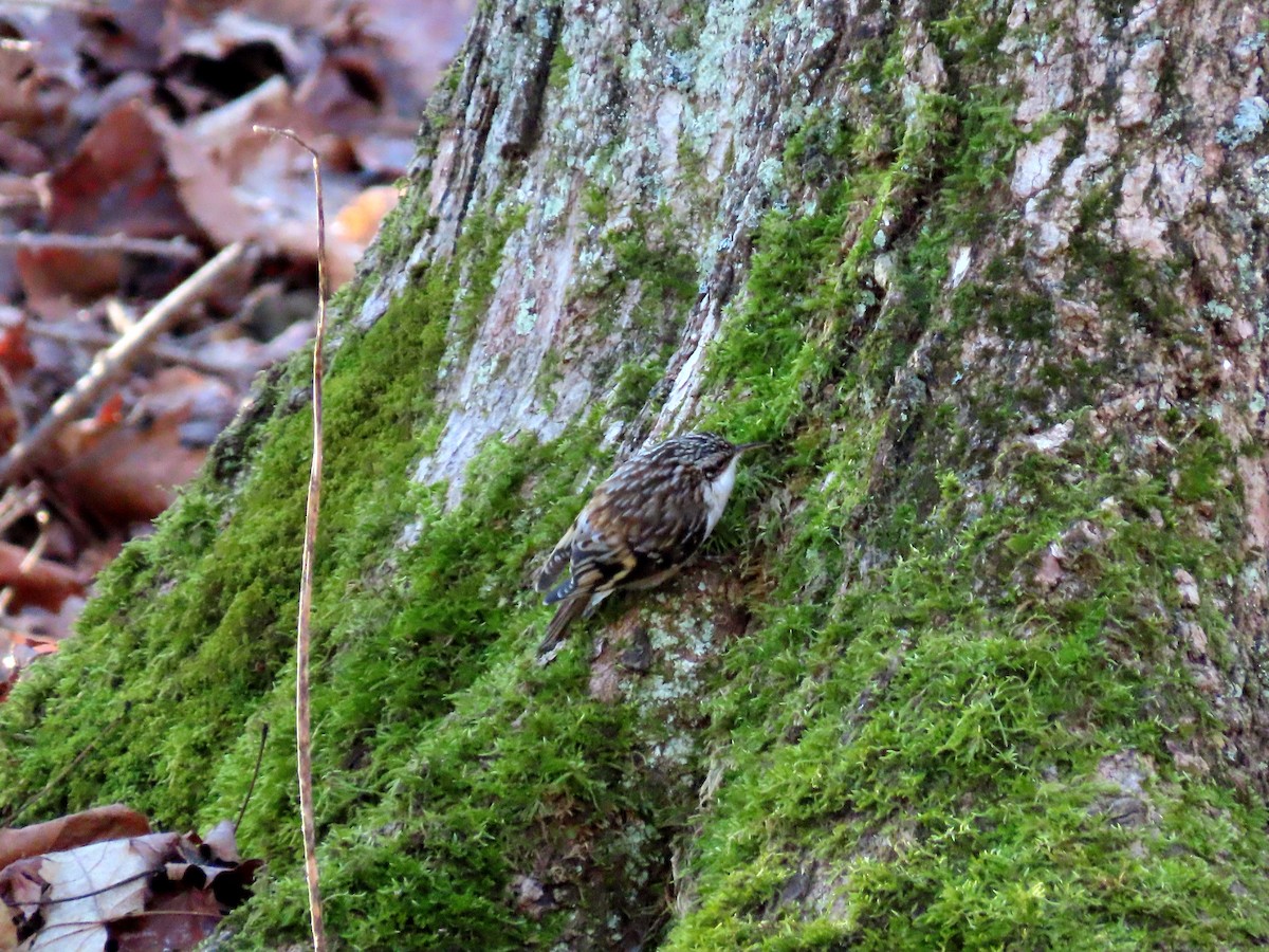 Brown Creeper - ML630018294