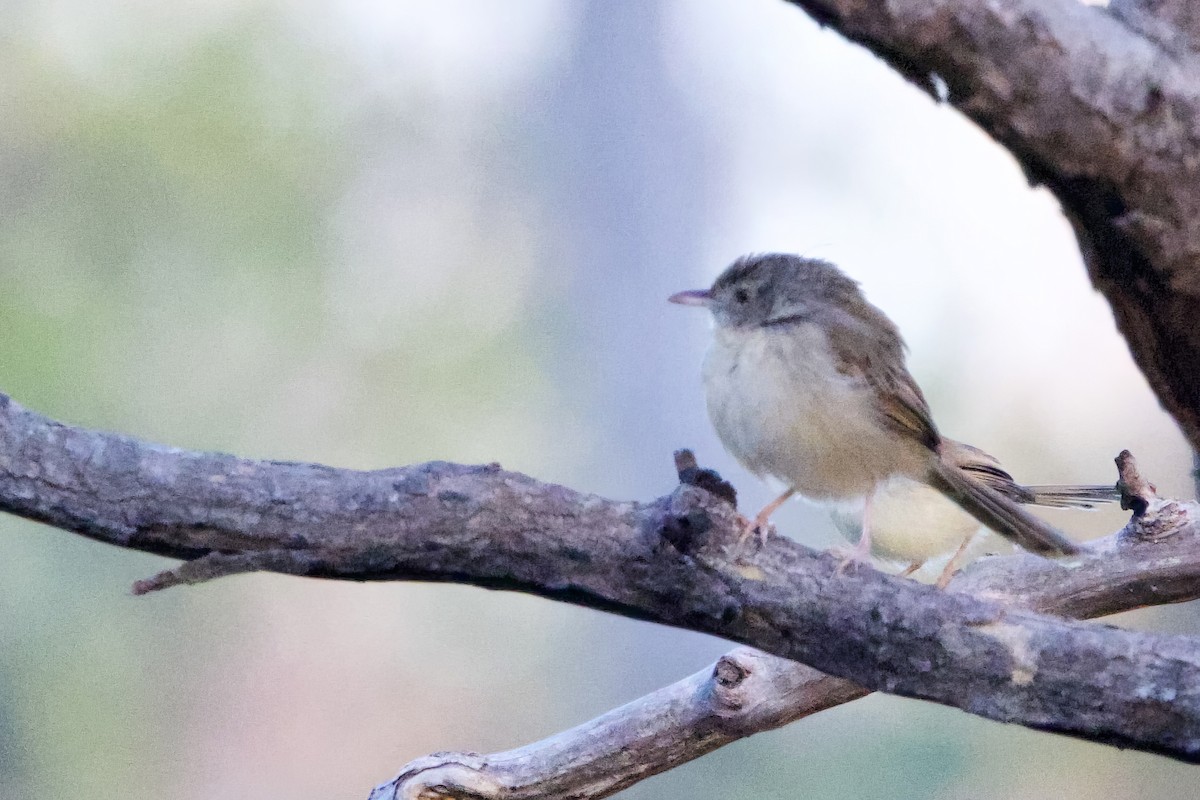 Prinia des montagnes - ML630018325