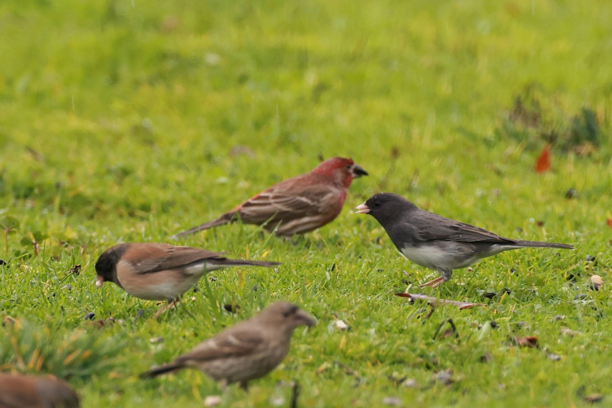 Dark-eyed Junco (Slate-colored/cismontanus) - ML630018367