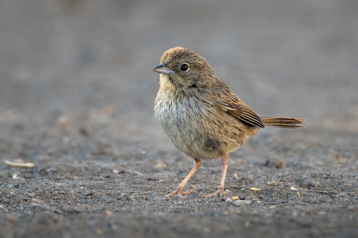 Rufous-crowned Sparrow - ML630018393