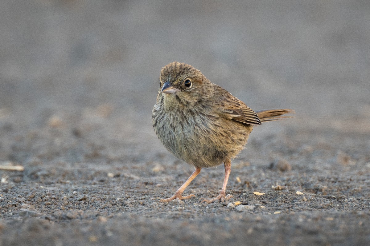 Rufous-crowned Sparrow - ML630018394