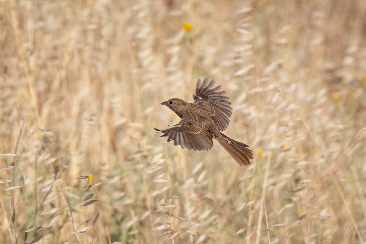 Rufous-crowned Sparrow - ML630018395