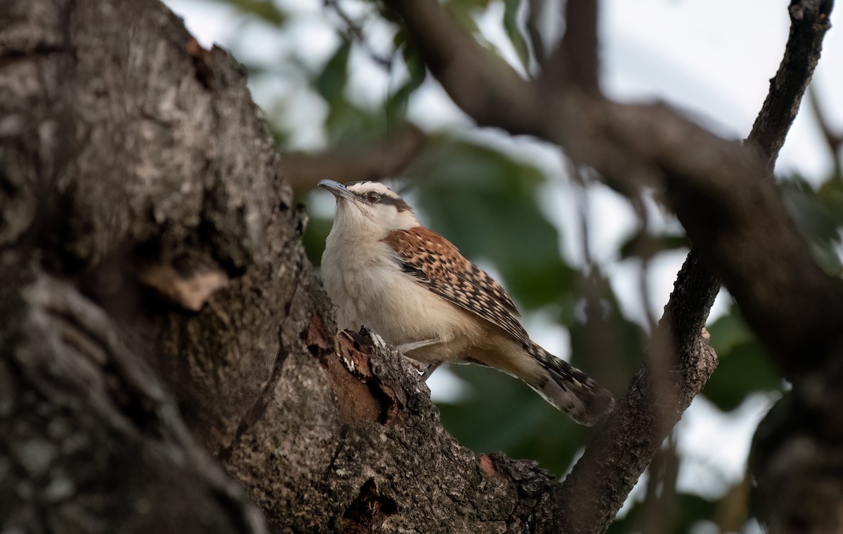 Rufous-backed Wren - ML630018401