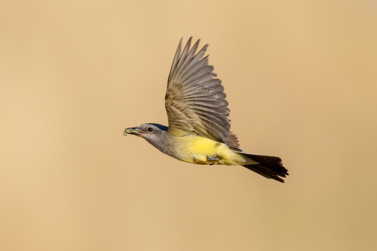 Western Kingbird - ML630018417