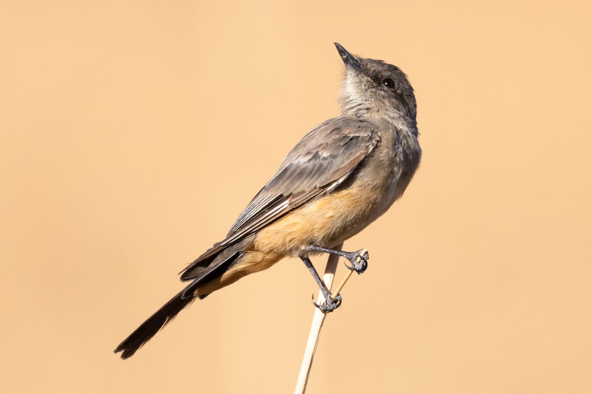 Say's Phoebe - ML630018420