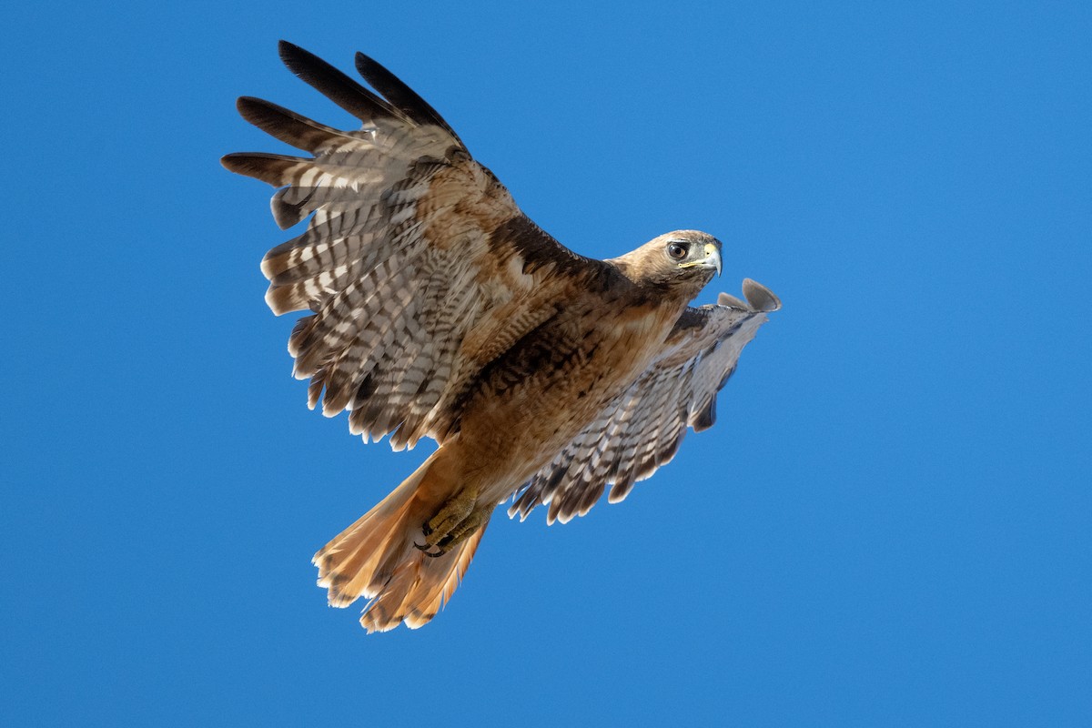 Red-tailed Hawk - ML630018424