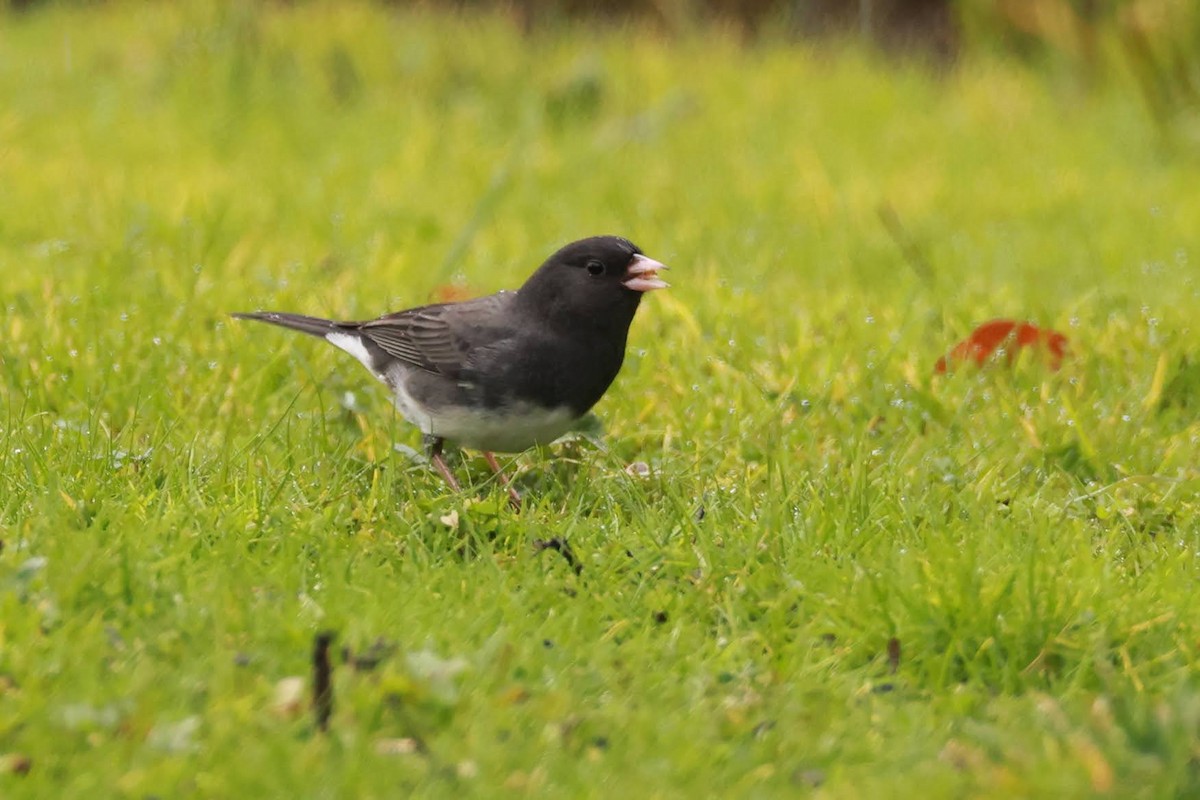 Dark-eyed Junco (Slate-colored/cismontanus) - ML630018455