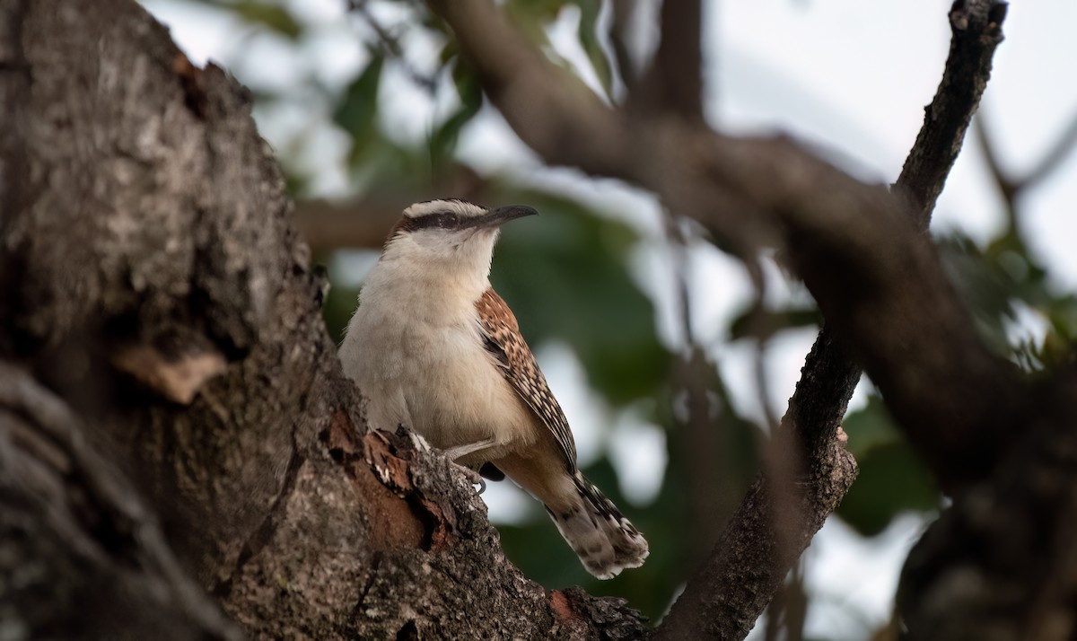 Rufous-backed Wren - ML630018549