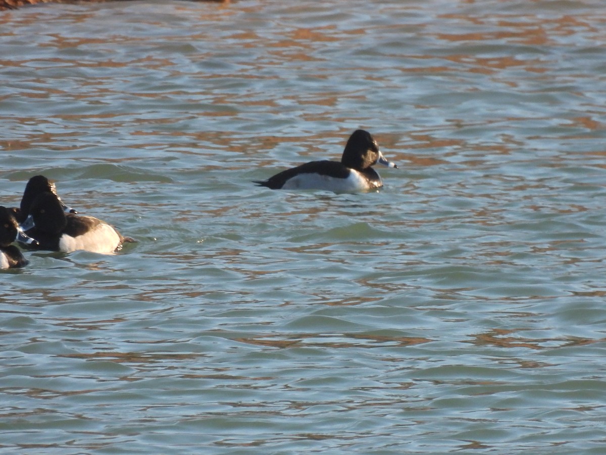 Ring-necked Duck - ML630018815