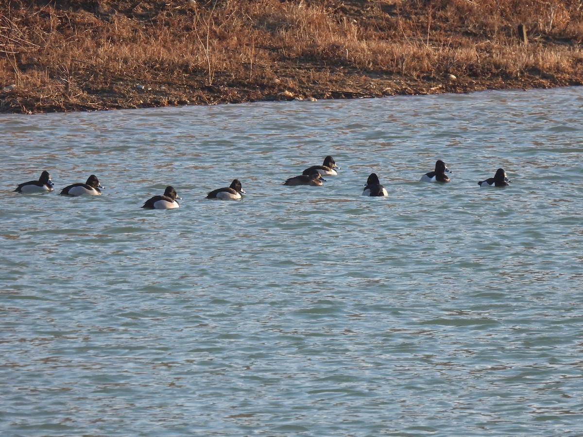 Ring-necked Duck - ML630018838