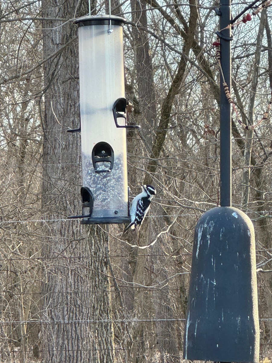 Downy Woodpecker - ML630018851
