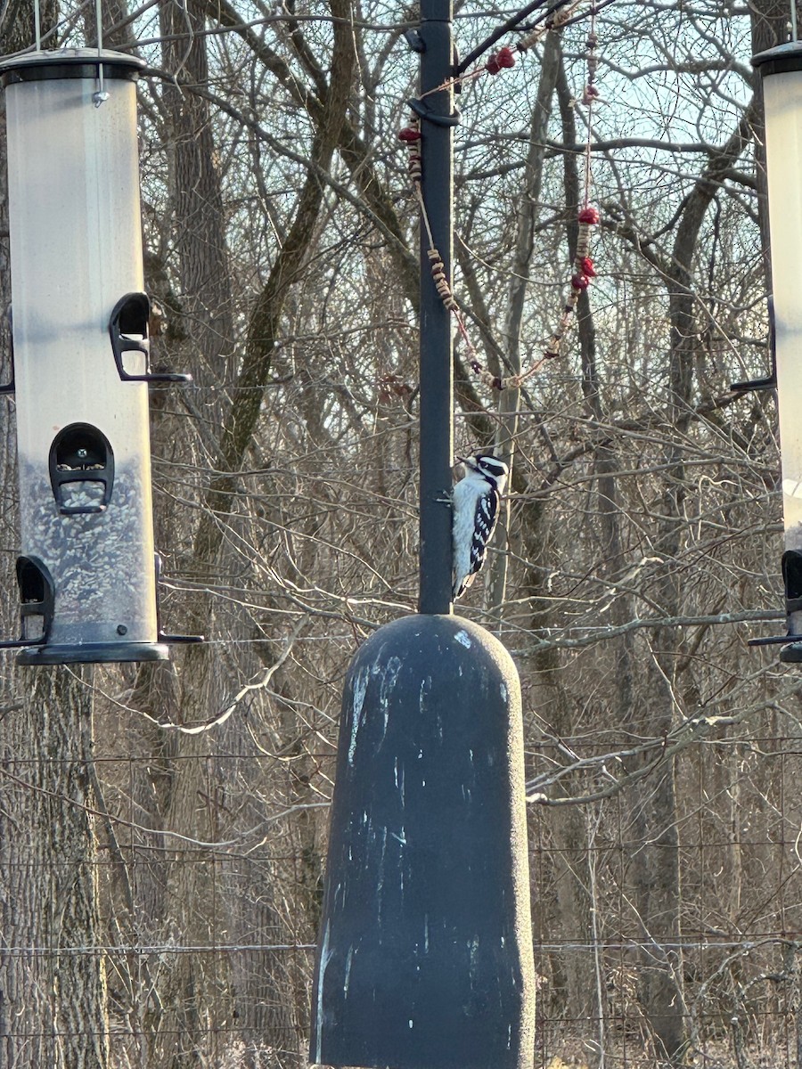 Downy Woodpecker - ML630018852