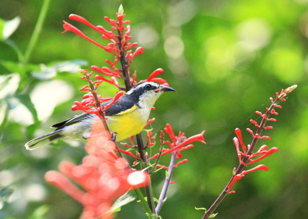 Bananaquit - ML630018869