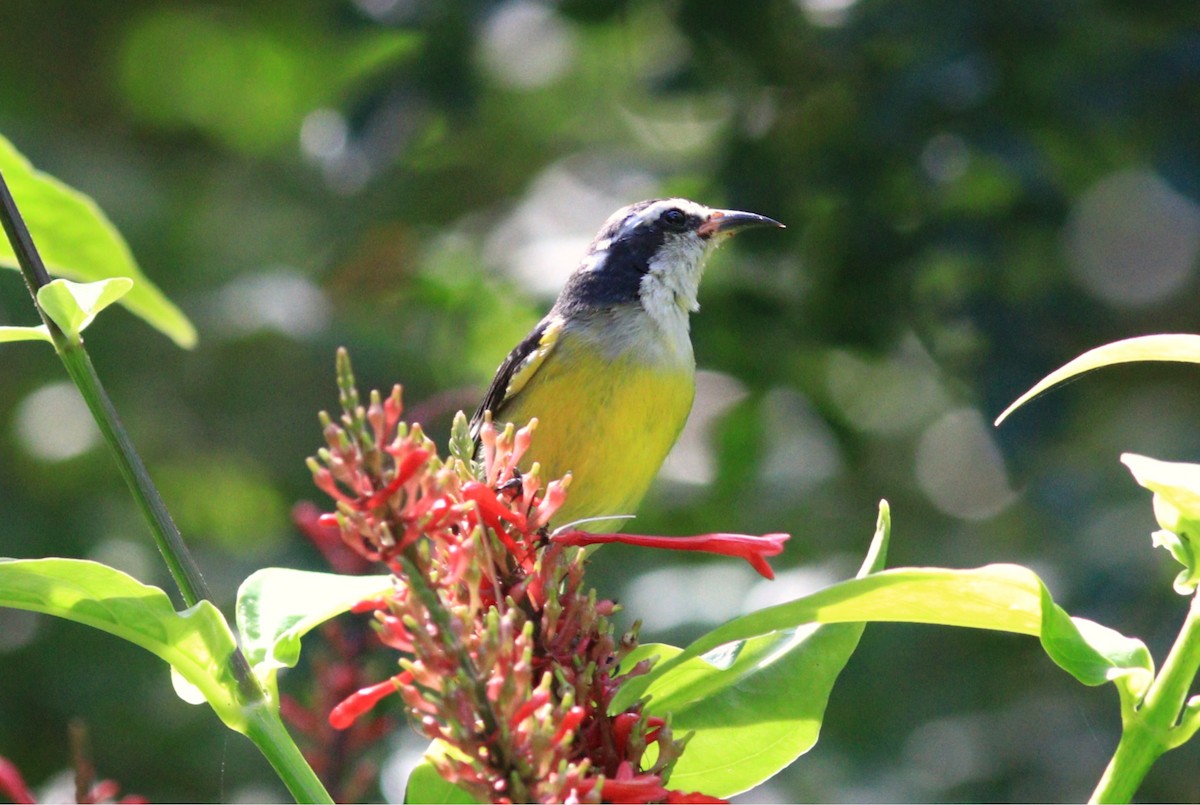 Bananaquit - ML630018883