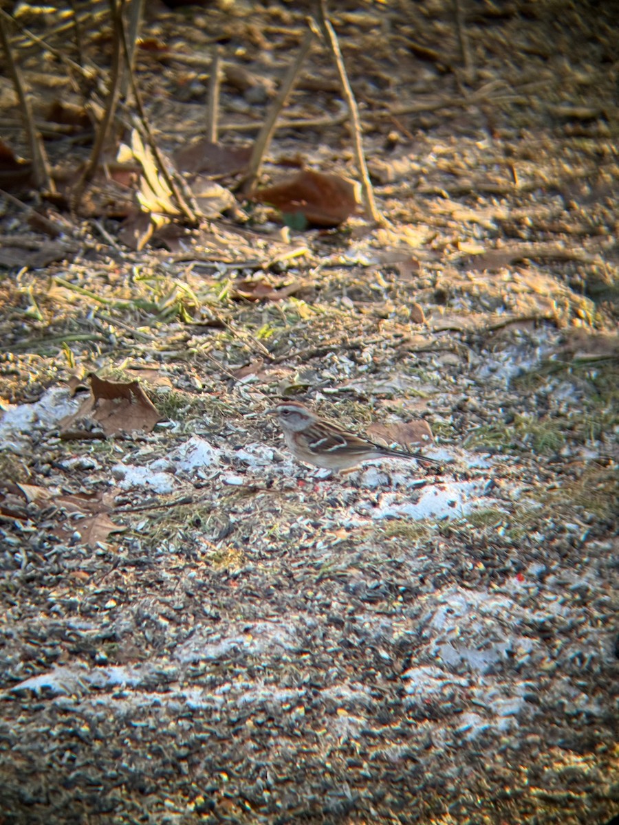 American Tree Sparrow - ML630018914