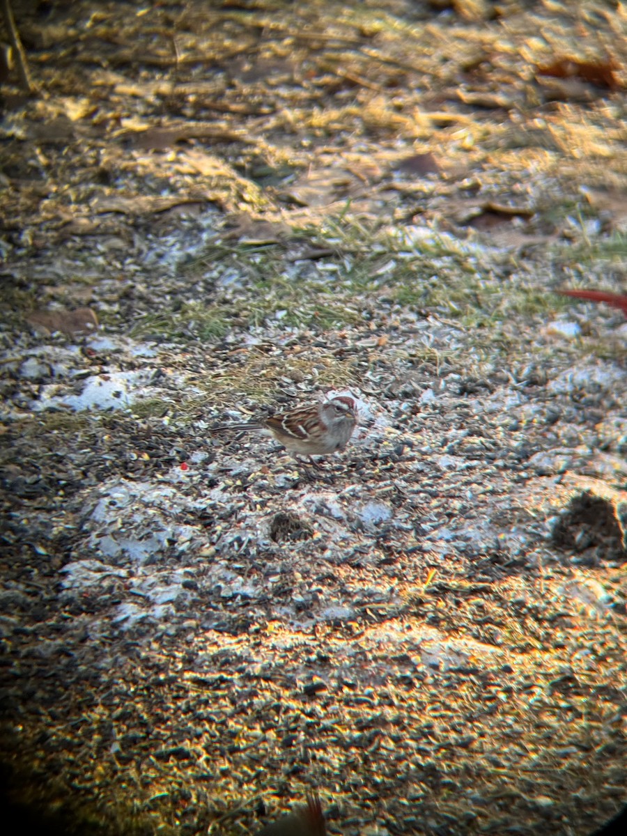 American Tree Sparrow - ML630018915