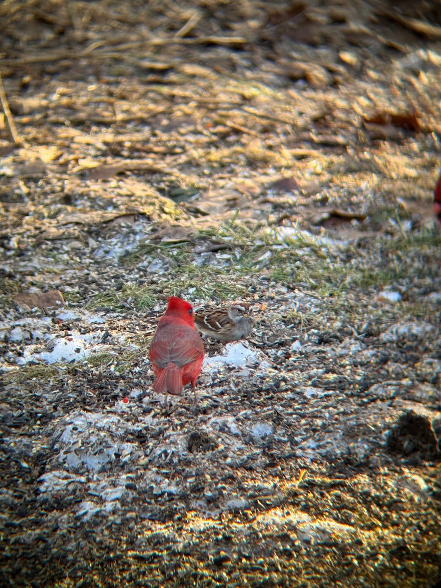 American Tree Sparrow - ML630018917
