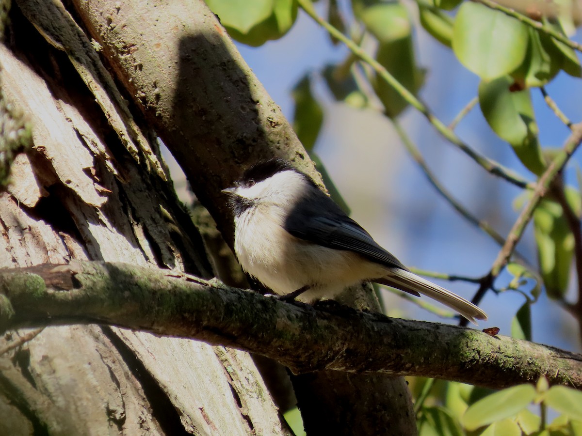 Carolina Chickadee - ML630019344