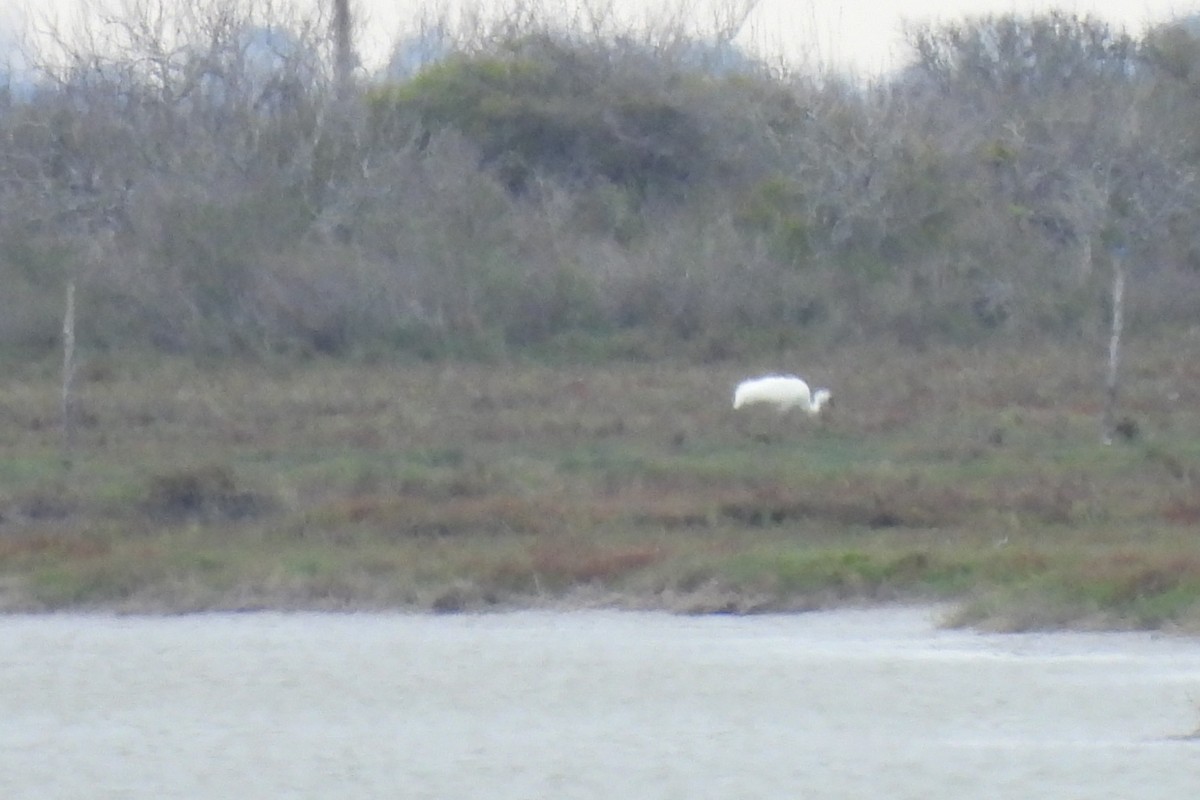 Whooping Crane - ML630019619