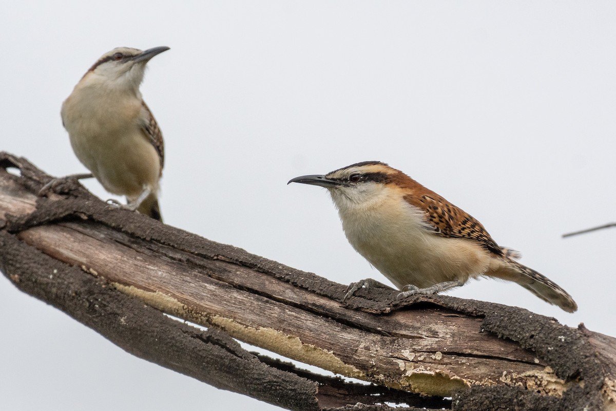 Rufous-backed Wren - ML630019644