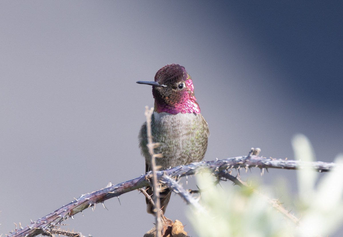 Anna's Hummingbird - John Callender