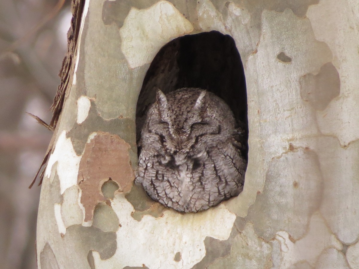 Eastern Screech-Owl - ML630020121