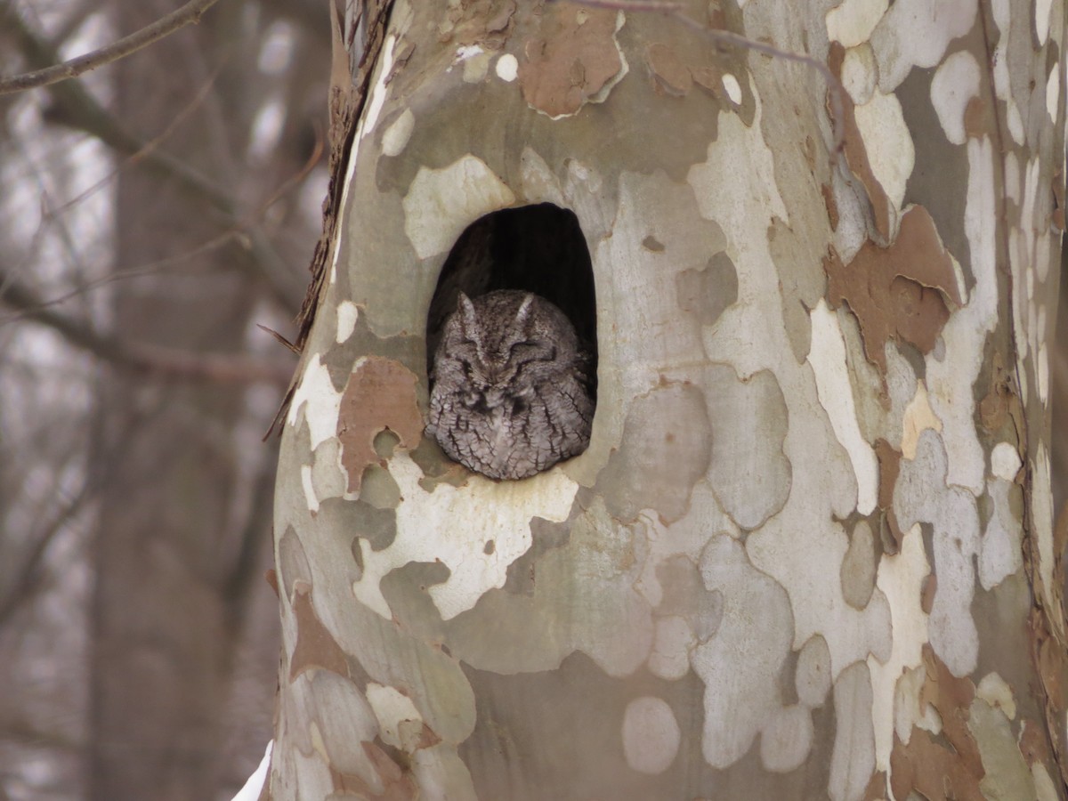 Eastern Screech-Owl - ML630020122