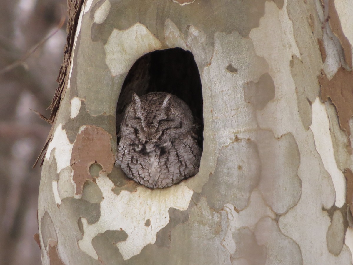 Eastern Screech-Owl - ML630020123