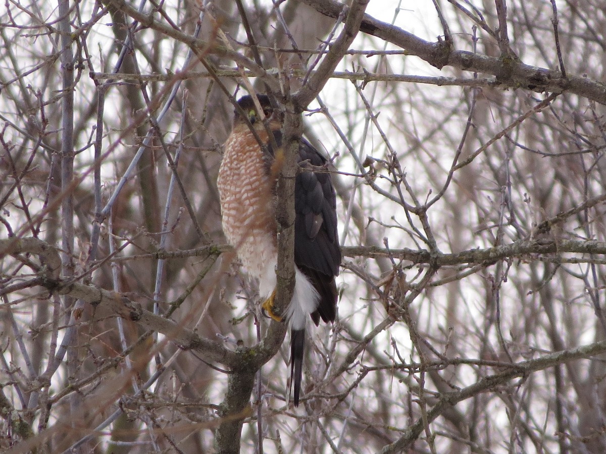 Cooper's Hawk - ML630020124