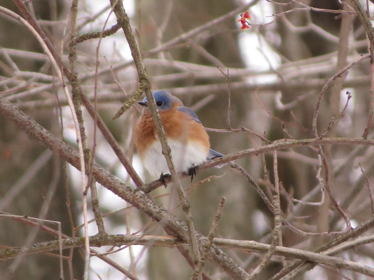 Eastern Bluebird - ML630020130