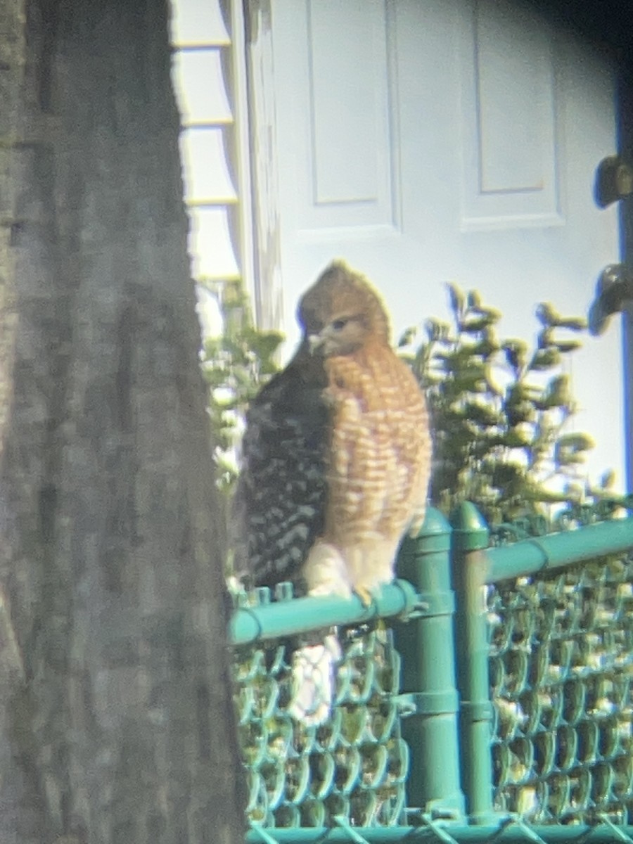 Red-shouldered Hawk - ML630020241
