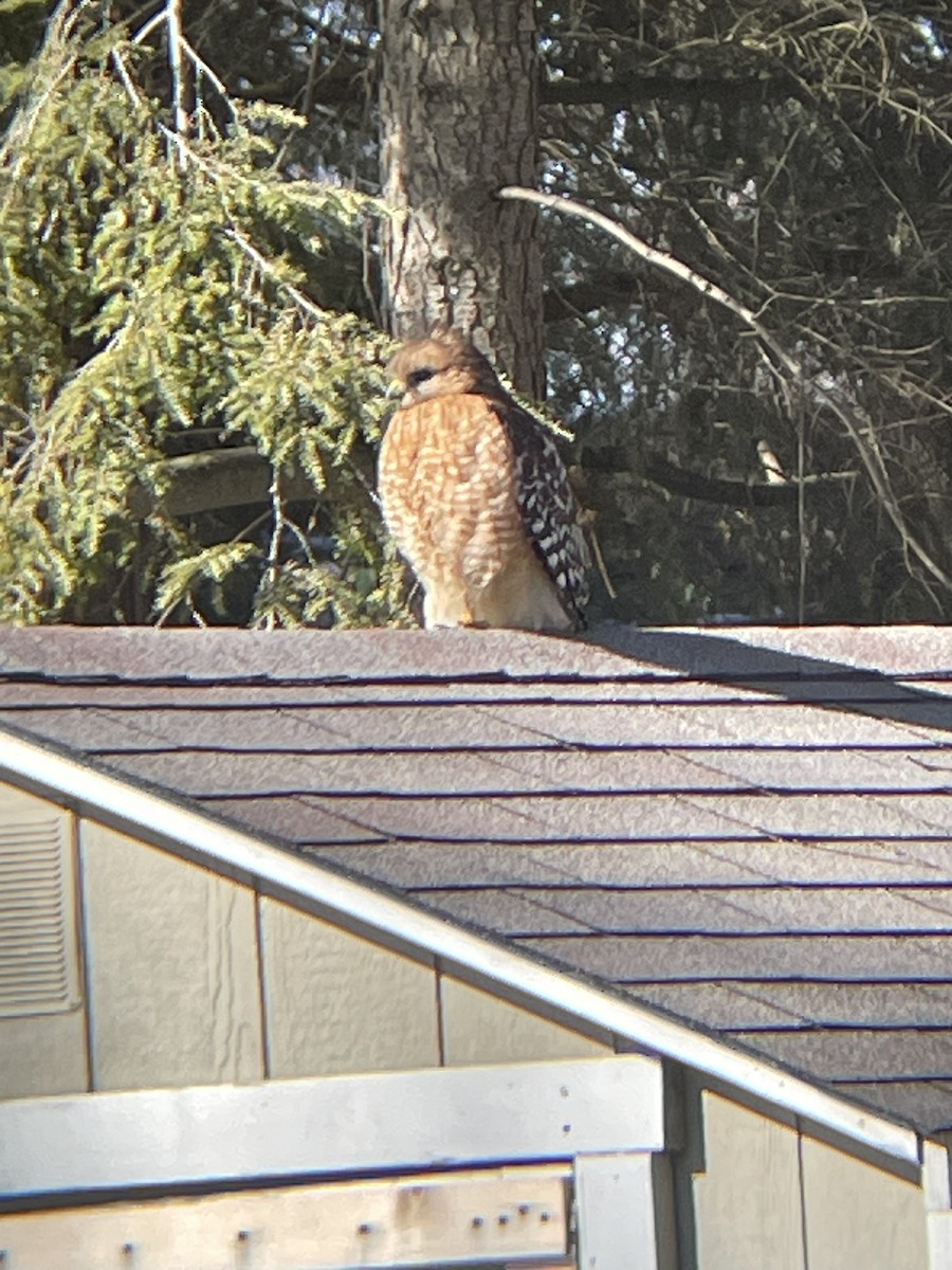 Red-shouldered Hawk - ML630020242