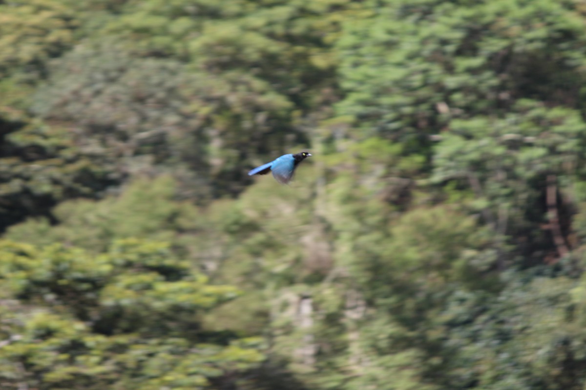 Bushy-crested Jay - ML630020450