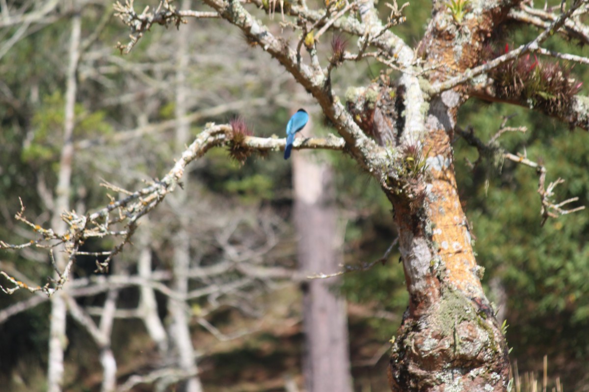 Bushy-crested Jay - ML630020451