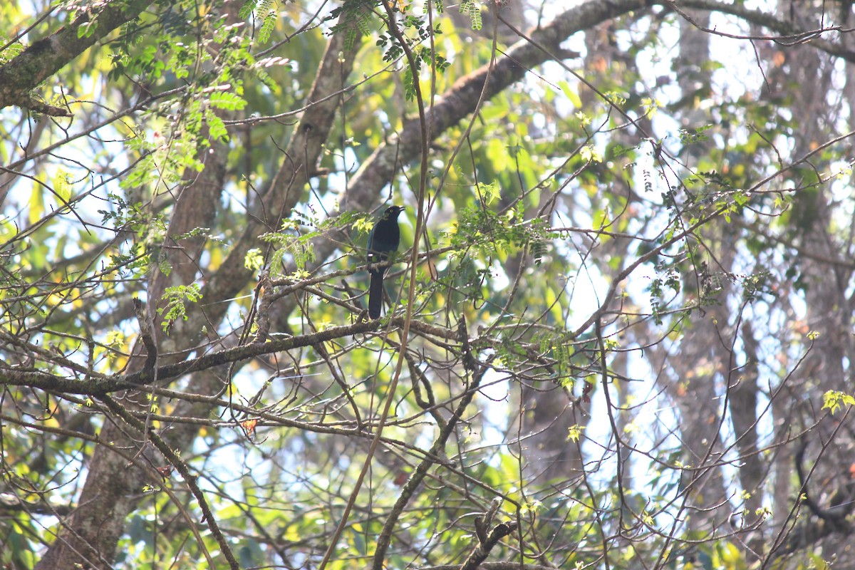 Bushy-crested Jay - ML630020452