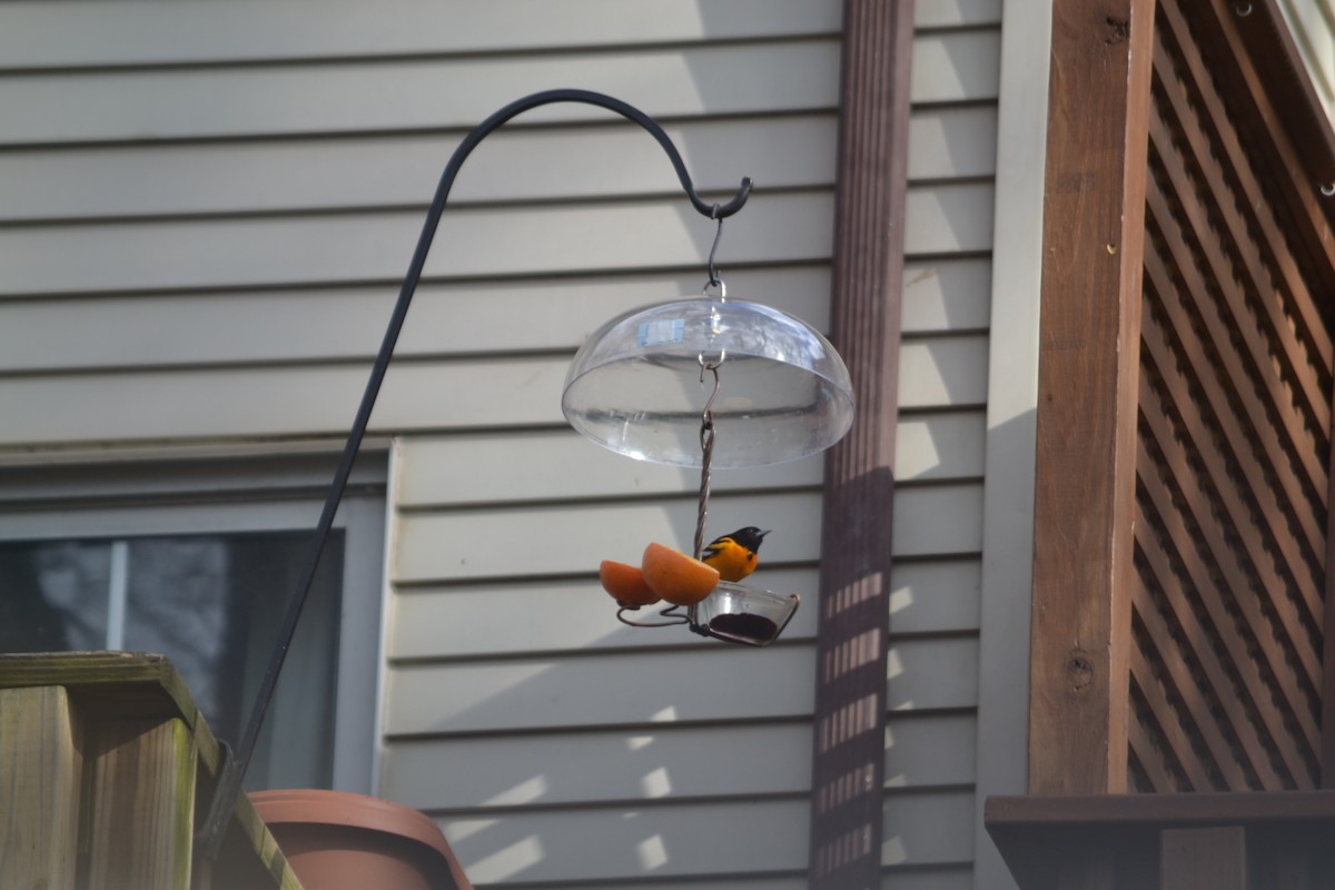 Baltimore Oriole - ML630020492