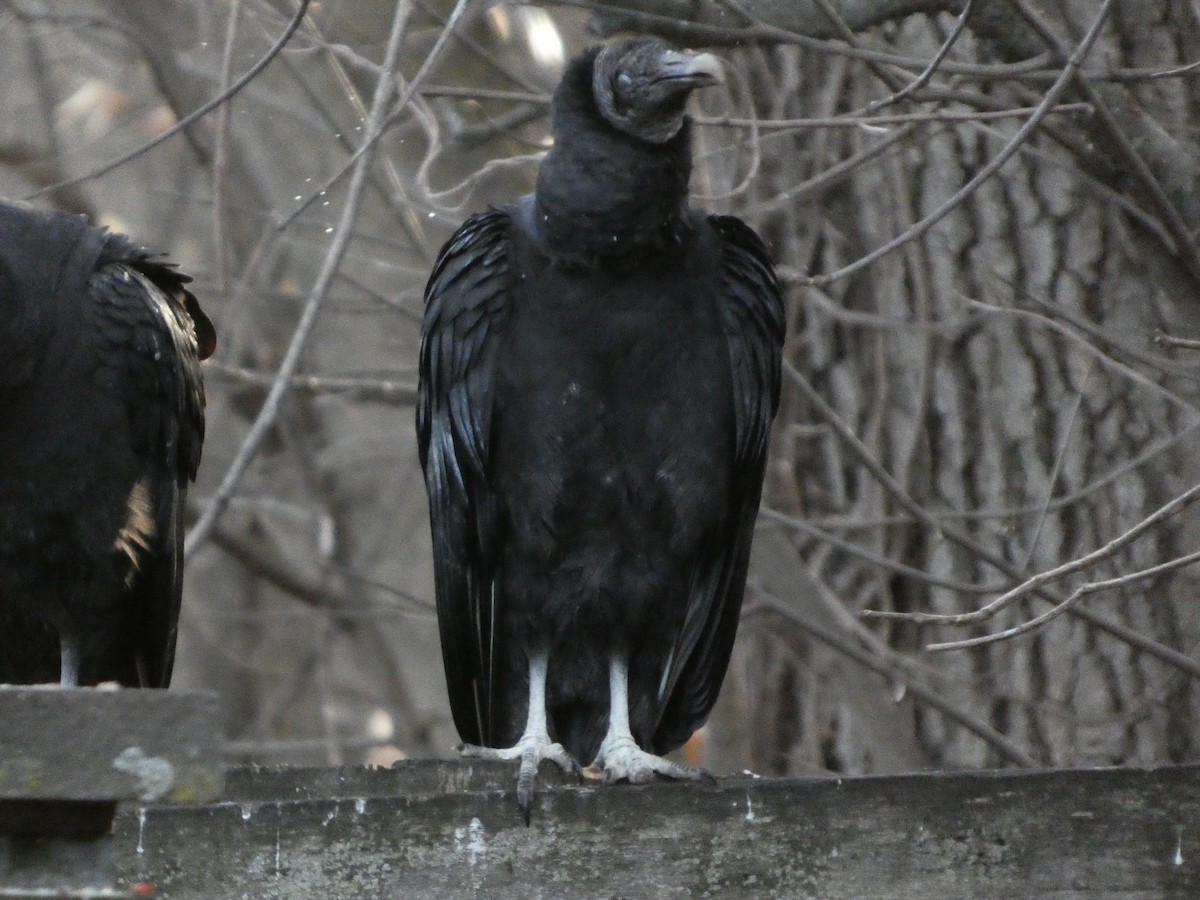 Black Vulture - ML630020835