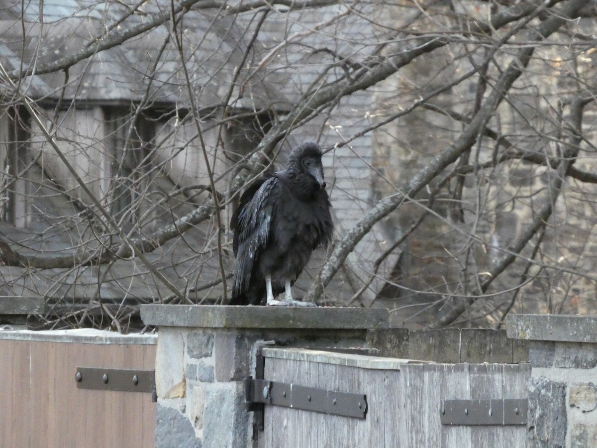 Black Vulture - ML630020836