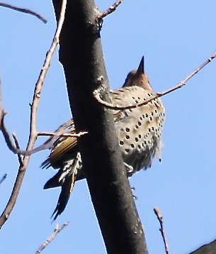Northern Flicker - ML630020896
