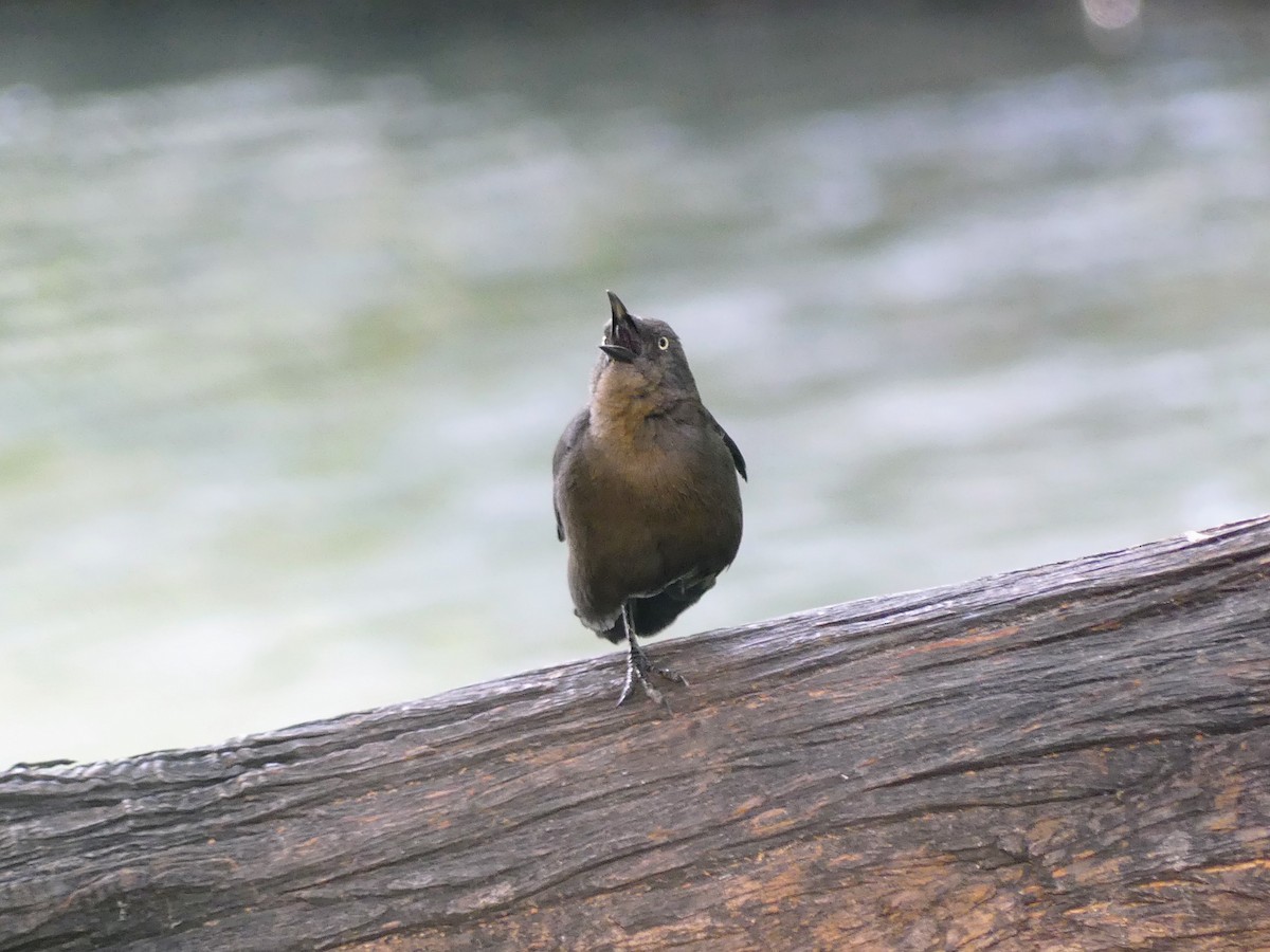grackle sp. - ML630020957