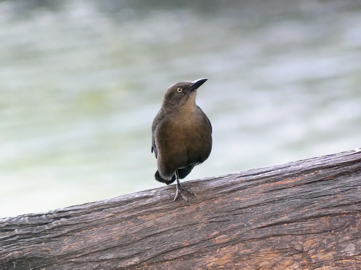grackle sp. - ML630020958